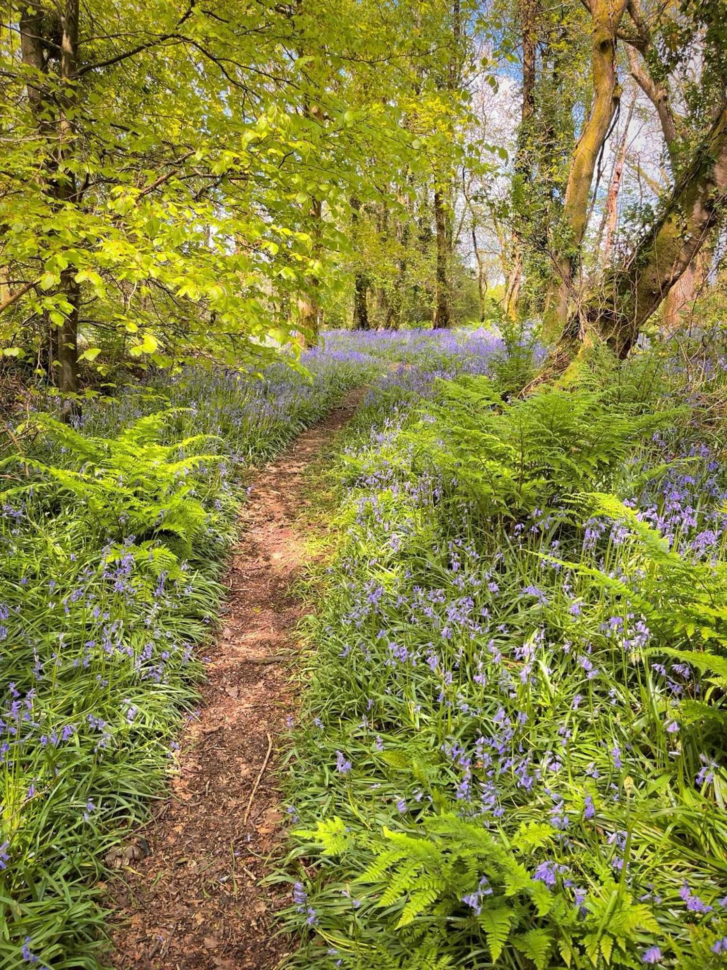 Woodland View -Hot Tub-Tenby-Carmarthen-세인트 클리어스 외부 사진